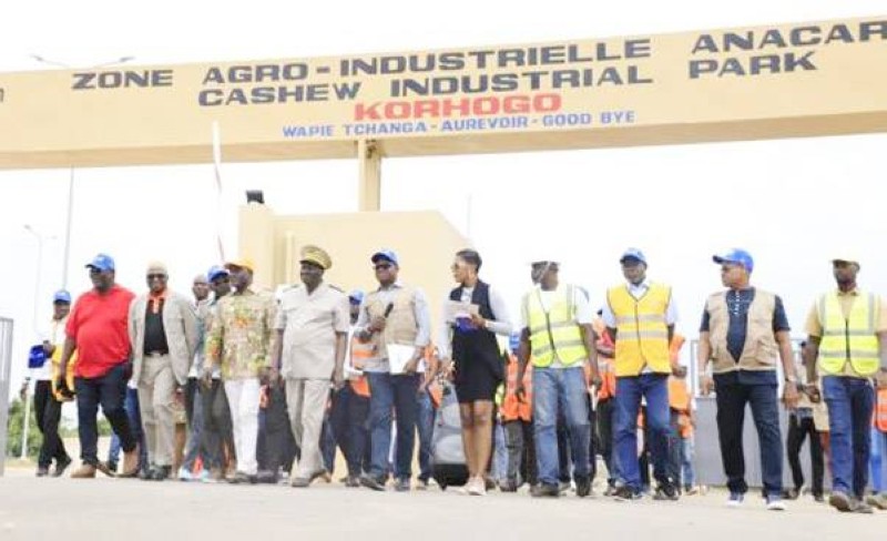 Transformation de l’anacarde : Korhogo, futur hub agro-industriel du Nord
