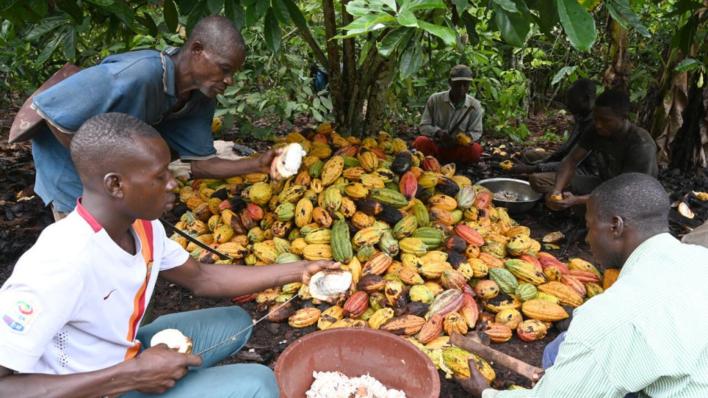 CACAO : FACE À LA CRISE MONDIALE, ABIDJAN PRIVILÉGIE LA SURVIE DES PRODUCTEURS ET DE LA FILIÈRE