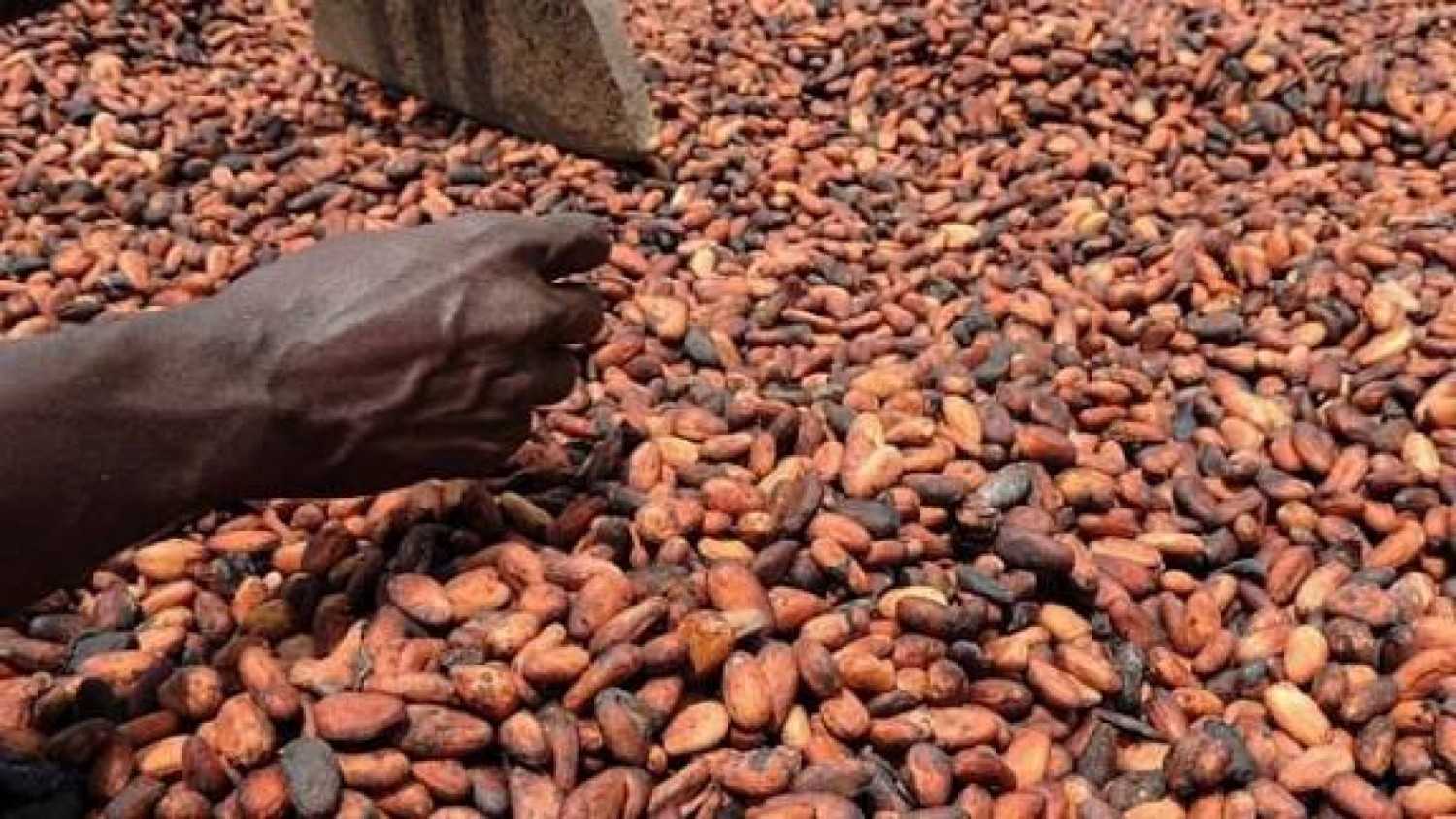 CACAO : LE GOUVERNEMENT REBAT LES CARTES DU CALENDRIER POUR SORTIR DE LA CRISE