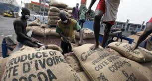 Cacao : chute brutale des prix, le gouvernement abaisse de 60 % le revenu des planteurs face à la tempête mondiale