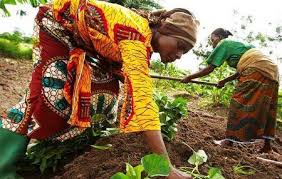 AUTONOMISATION FÉMININE : LA CÔTE D’IVOIRE LANCE 15 HUBS TECHNOLOGIQUES POUR RÉVOLUTIONNER L’AGROBUSINESS