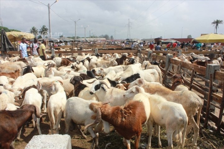 AGRICULTURE & ÉLEVAGE   400 MILLIARDS DE FCFA S'ENVOLENT CHAQUE ANNÉE : LA CÔTE D'IVOIRE ENGAGE LA RÉVOLUTION GÉNÉTIQUE DE SON ÉLEVAGE