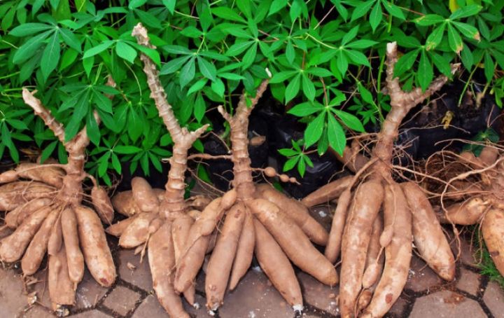 AGRICULTURE | Manioc : mobilisation nationale contre le virus de la mosaïque