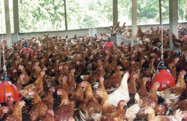 AVICULTURE & SOUVERAINETE ALIMENTAIRE    380 MILLIARDS FCFA, 300 000 EMPLOIS : L'AVICULTURE IVOIRIENNE REVENDIQUE SA PLACE DE PILIER STRATÉGIQUE