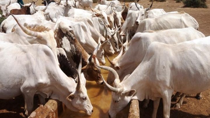 FILIERE BETAIL & VIANDE    ANYAMA, HUB UNIQUE DU BÉTAIL : LE DISTRICT D'ABIDJAN ORGANISE L'APPROVISIONNEMENT AVANT LA TABASKI
