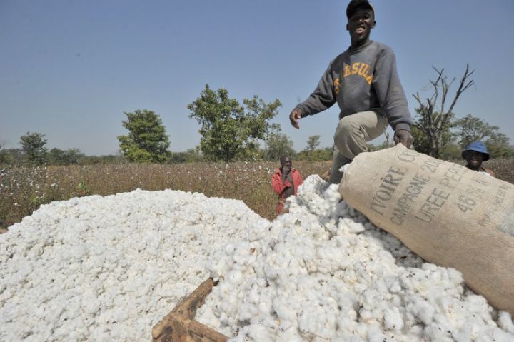 AGRICULTURE • FILIERE COTON LA COTE D’IVOIRE RECONQUETE SON COTON : INTERCOTON REVEILLE 70 VILLAGES ET REFAIT LE PLEIN D’ESPOIR