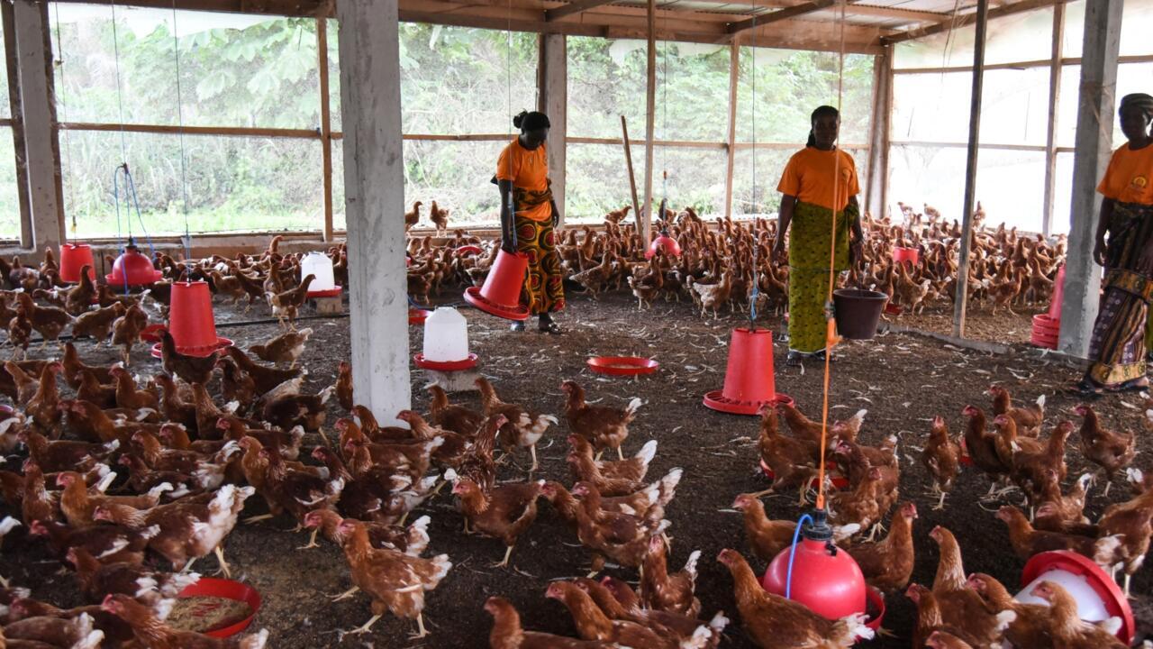 AGRICULTURE • ÉLEVAGE POULETS, ŒUFS ET SOUVERAINETE : LES AVICULTEURS IVOIRIENS EXIGENT LA FIN D’UNE TAXE QUI ETOUFFE LEUR FILIERE