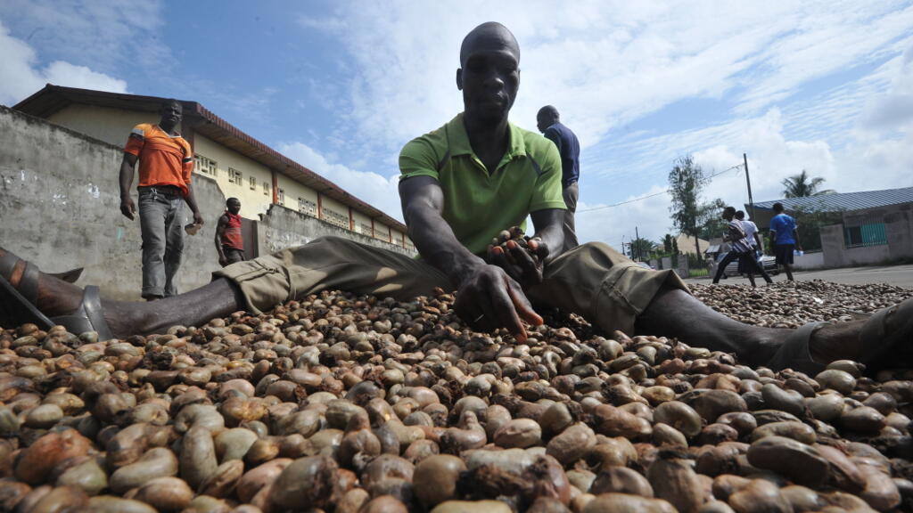 FILIÈRES AGRICOLES   ANACARDE : LA CÔTE D'IVOIRE ET LE GHANA FORMENT UNE ALLIANCE POUR METTRE FIN À LA GUERRE DES PRIX