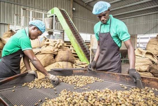 ÉCONOMIE AGRICOLE ANACARDE IVOIRIEN : PREMIER DE LA CLASSE MONDIAL, MAIS LA TRANSFORMATION LOCALE RESTE LE GRAND CHANTIER INACHEVÉ