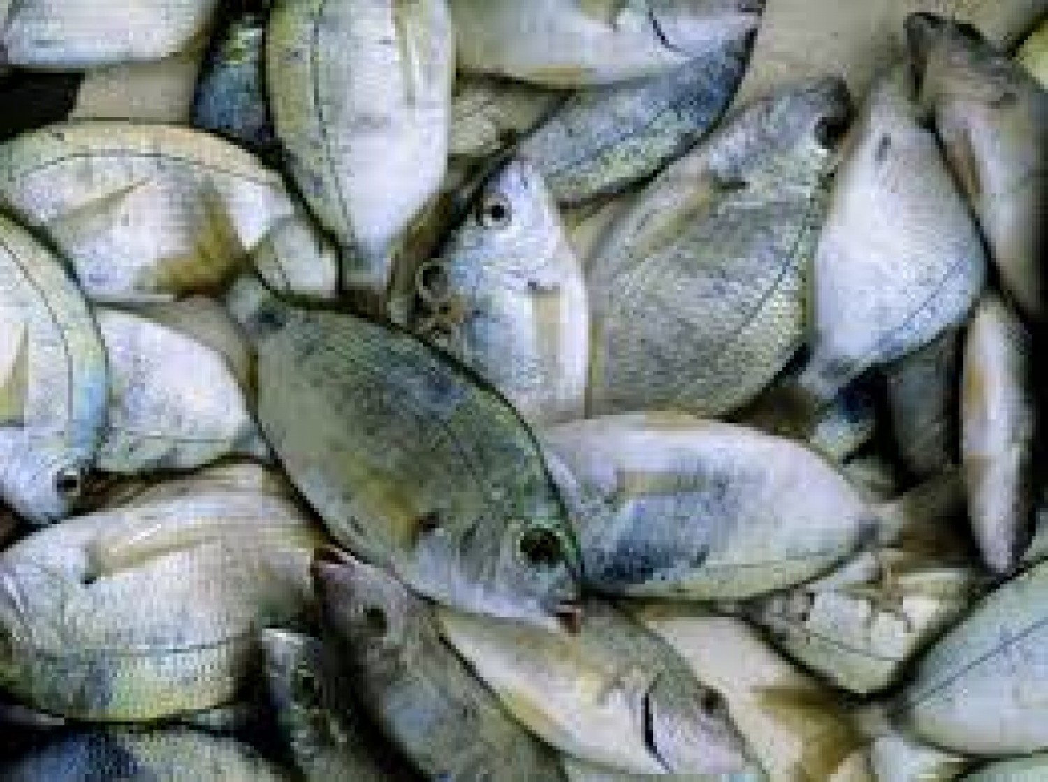 RESSOURCES HALIEUTIQUES & ENVIRONNEMENT REPOS BIOLOGIQUE 2026 : FERMETURE DE LA PÊCHE DÈS LE 1ER JUILLET — L'IVOIRIEN DEVRA SE PASSER DE POISSON